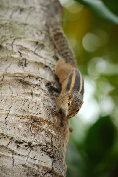 Wild chipmunk — Stock Photo, Image