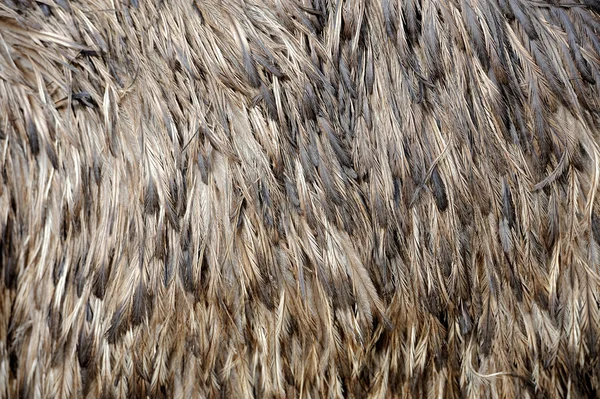 Vista de perto das penas — Fotografia de Stock