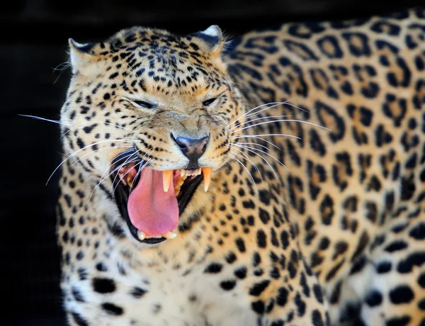 Leopard — Stockfoto