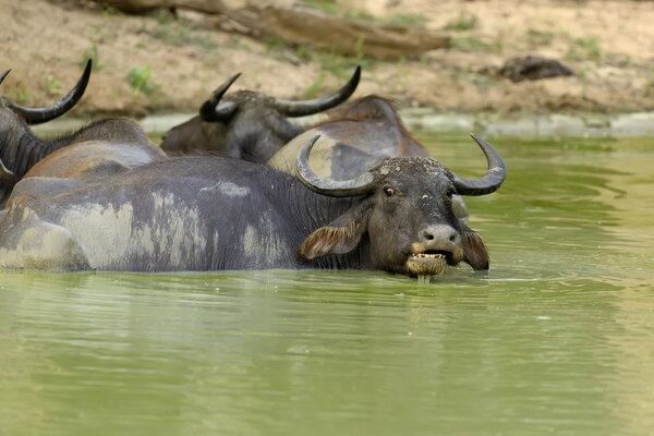 Water buffalo are bathing in a lake