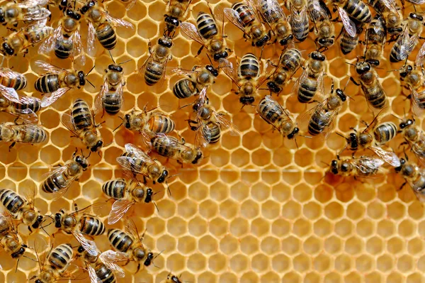 Včely na med buňky — Stock fotografie