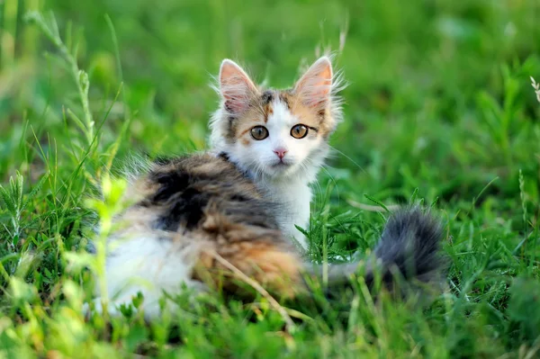 Mladá kočka — Stock fotografie