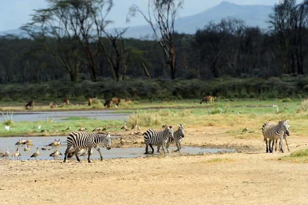 Zebra — Stock Photo, Image