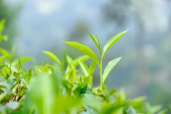 Çay yaprakları — Stok fotoğraf