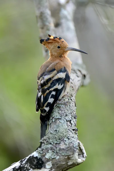 Hoopoe — Stock Photo, Image