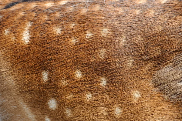Texture fourrure de cerf — Photo