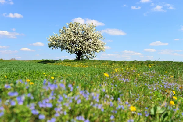 Träd på våren — Stockfoto
