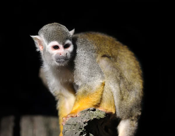 Macaco. — Fotografia de Stock