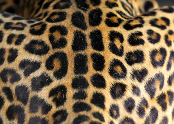 Textur der Leopardenhaut — Stockfoto