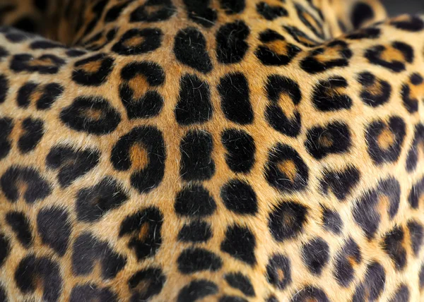 Textura da pele de leopardo — Fotografia de Stock