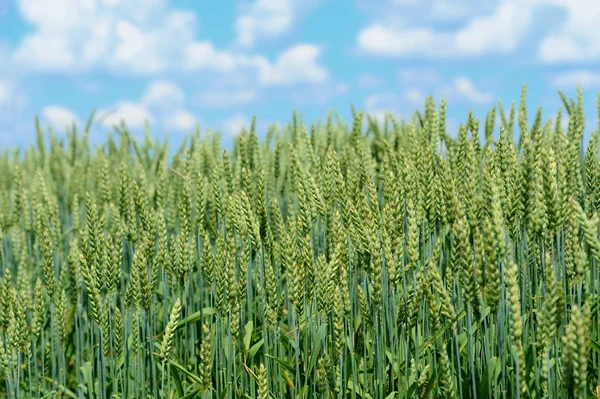 Trigo verde orgânico no campo — Fotografia de Stock