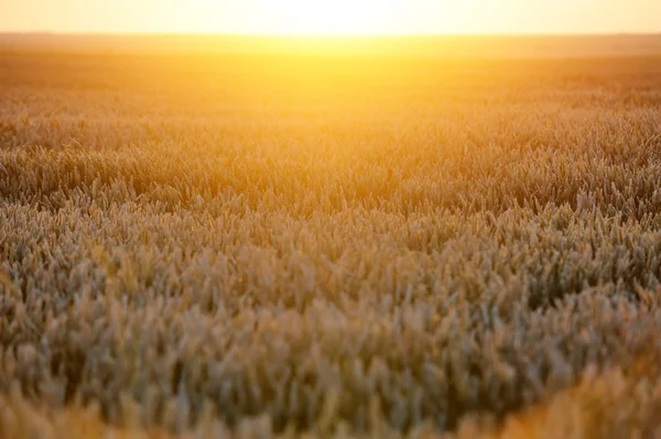 Campo de trigo — Foto de Stock