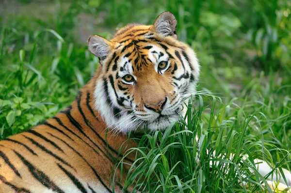 Tiger — Stock Photo, Image