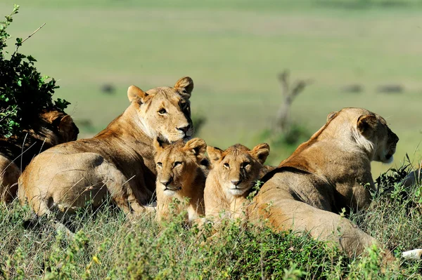 Lev v trávě masai mara, Keňa — Stockfoto