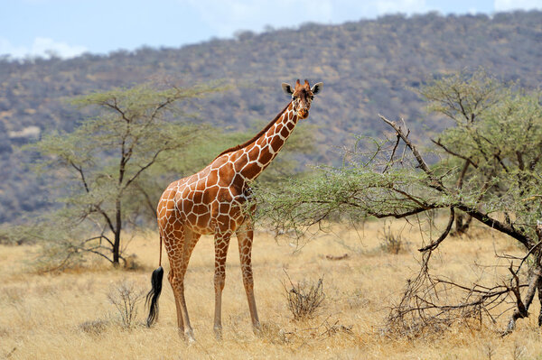 Giraffe in the wild. Africa, National Park of Kenya