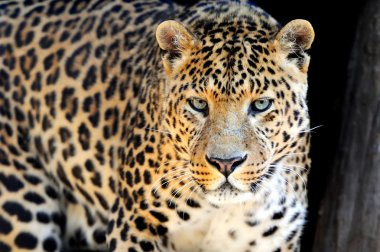 leopar