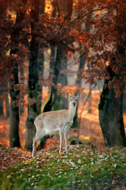 Whitetail Geyik ayakta sonbahar günü