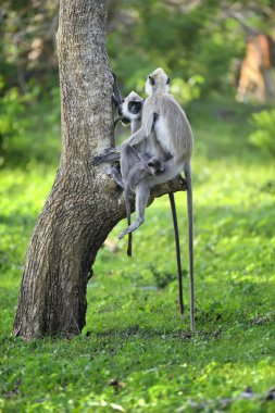 maymun yaşayan doğada