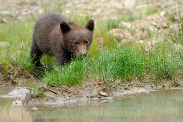 Bruine beer cub — Stockfoto