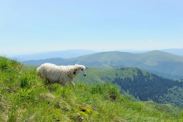 Schafe — Stockfoto