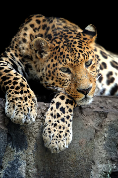 Леопард
