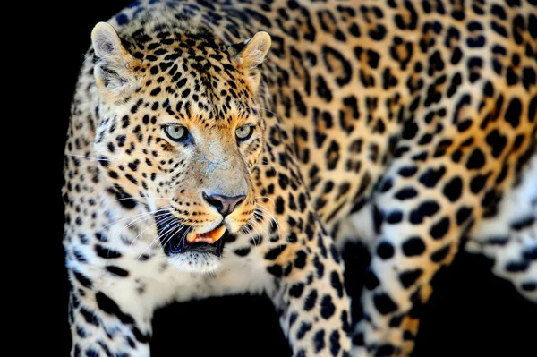 Leopard — Stockfoto