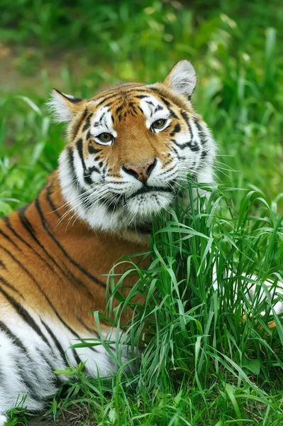 Tigre — Foto Stock