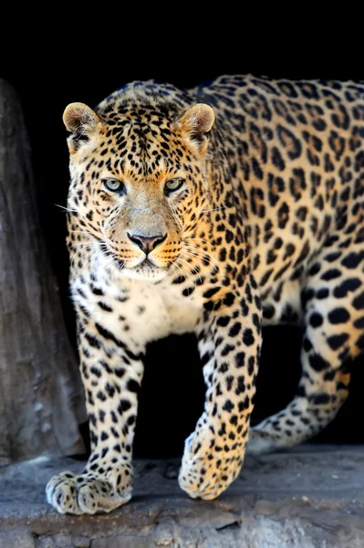 Leopard — Stockfoto