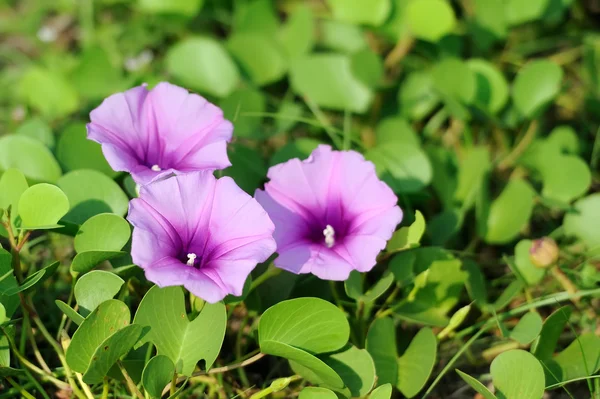 Фиолетовые цветы и зеленая трава на пляже — стоковое фото