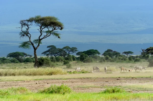 Savannah — Stok fotoğraf