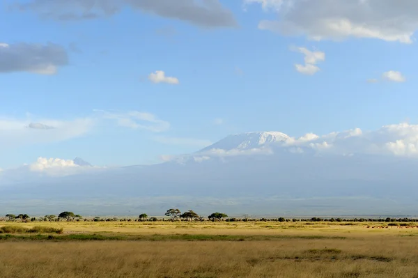 Kilimanjaro Dağı tepesinde kar — Stok fotoğraf