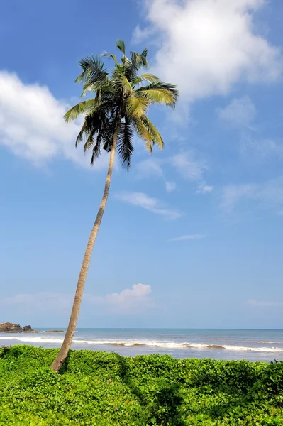 Tropischer Strand — Stockfoto