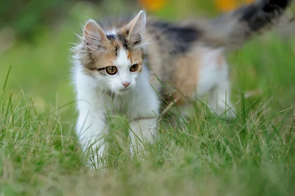 Gato joven — Foto de Stock