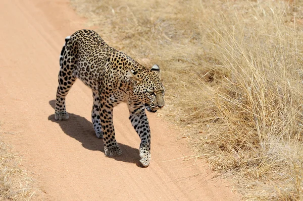 Leopard — Stockfoto