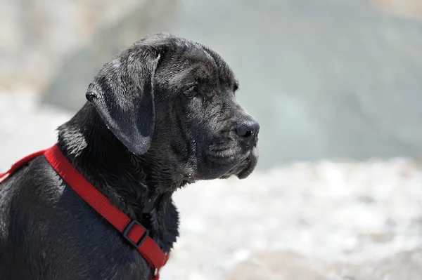 Trauriger junger schwarzer Hund — Stockfoto