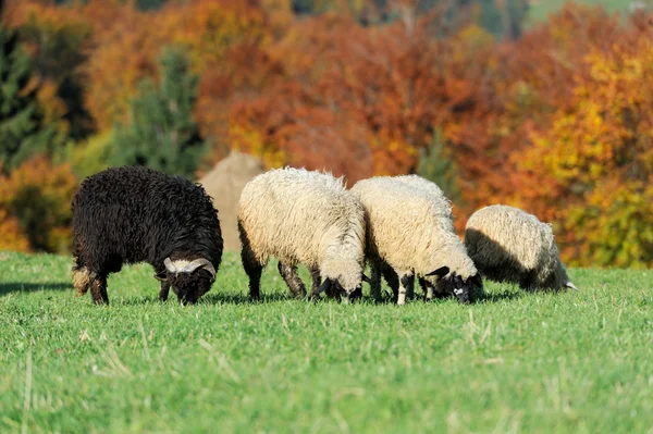 Troupeau de moutons sur un champ d'automne — Photo