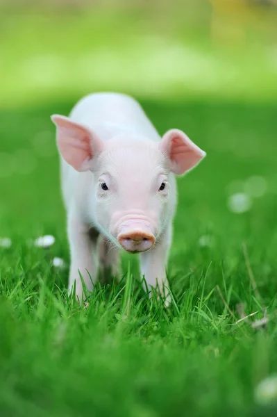 Cerdito. — Foto de Stock