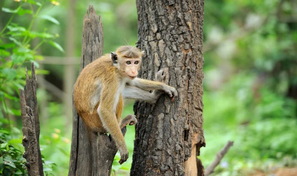 Scimmia nella natura vivente — Foto Stock