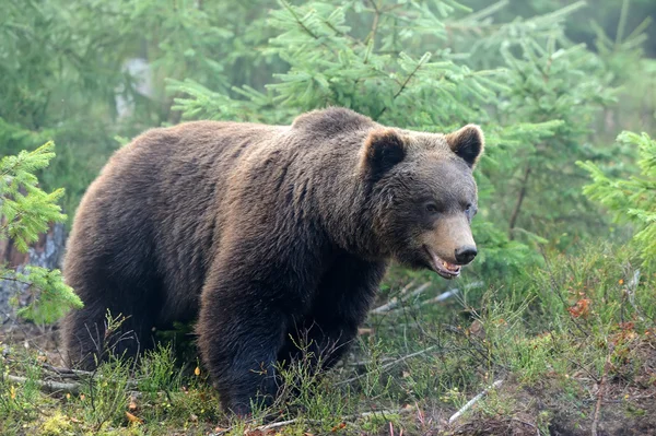 Orso bruno — Foto Stock