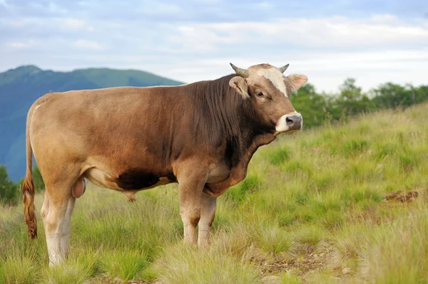 Cow on mountain pasture — Stock Photo, Image