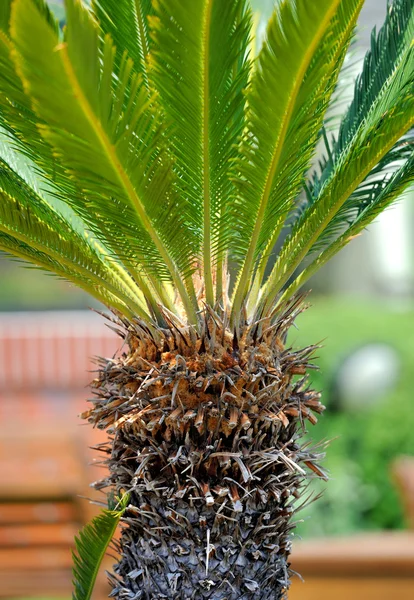 Mała palma — Zdjęcie stockowe