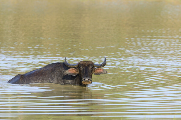 Water buffalo are bathing in a lake