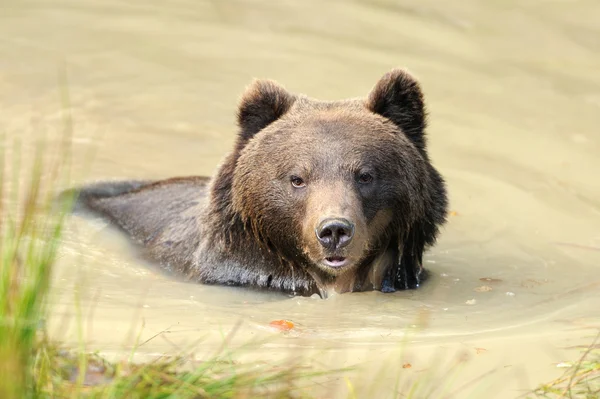 Brown bear — Stock Photo, Image