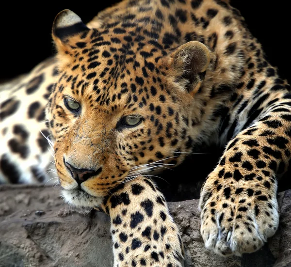 Leopard — Stockfoto