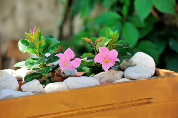 Wodden tencereye çiçek — Stok fotoğraf