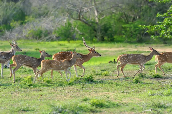 Wild Spotted deer — Stock Photo, Image