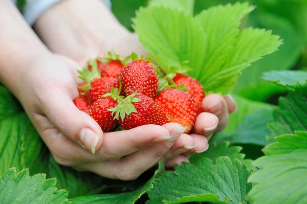 Strawberries — Stock Photo, Image