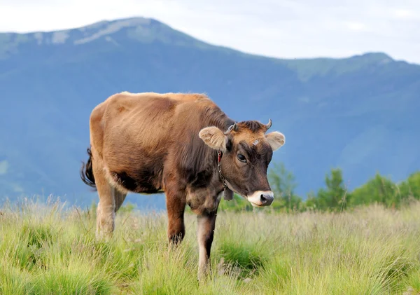 Koe op bergweide — Stockfoto