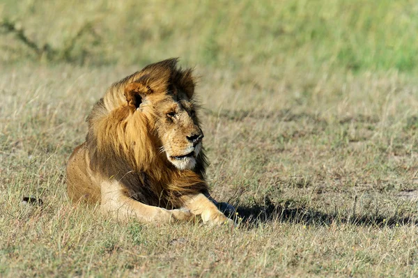 Lev v trávě masai mara, Keňa — Stockfoto