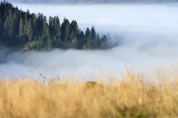 Wald am Berghang — Stockfoto